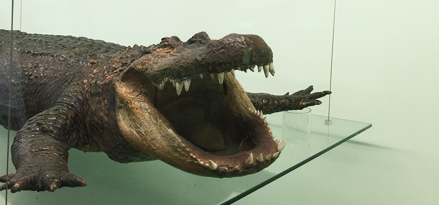 alligator